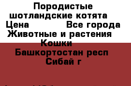 Породистые шотландские котята. › Цена ­ 5 000 - Все города Животные и растения » Кошки   . Башкортостан респ.,Сибай г.